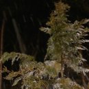 별들의 기침 이미지