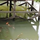 호텔38.5℃ 이미지