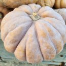 땅끝해남집님의 맷돌 늙은호박(손질호박) / 말린조선호박 50% 맛보기 당첨자 이미지