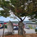 마산1로 느티나무길 이미지