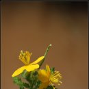 애기똥풀 이미지