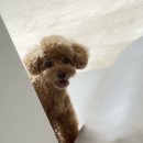 예쁜댕 | 대전 애견미용 죽동 예쁜댕 애견미용실, 반려견 미용을 맡기고 나서 정말 만족한 이유@충대애견미용