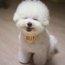 리틀애견 이미지