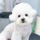 Grooming574 이미지