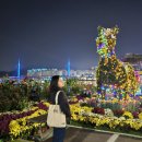 가고파그집 | 2025년 마산가고파국화축제 기간 먹거리 주차 평일 저녁 두번째 방문 후기