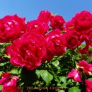 장미공원 주차장 이미지