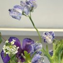 라플로르 이미지