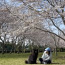 펫소풍 | [제주에 살아요:D+394] 복조랑 벚꽃놀이 : 백한철꽈배기 - 그린블리스 - 모구리야영장(애견동반안됨...