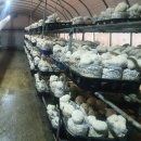 노루농장 이미지