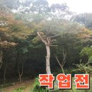 단풍나무 소나무 벌목 주택가 위험목 고사목 제거 안전 처리 전문 업체