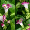 논현초등학교 이미지