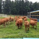 제주축산 이미지