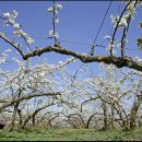 배꽃농장 이미지