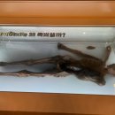 전곡선사박물관 이미지