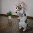 튼튼태권도체육관 | 집에서 스트레스를 완전히 풀 수 있는 방법(마르스 스탠딩 복싱 펀치 샌드백 사용 후기)