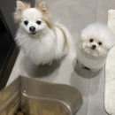제일소분 이미지