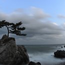 바다소나무 이미지