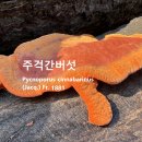 주걱간버섯 용바위 용태울 이미지