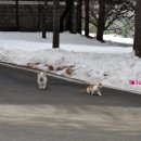 우정앤독스