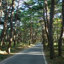 소나무풍경 이미지