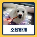 소담하개 | 탄벌동 반려견 수제간식 소담하개 경기광주 강아지 수제간식