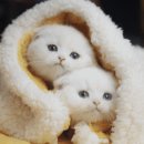 아담스펫 강아지분양 고양이분양 창원점 이미지