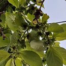 만금 2농장 이미지