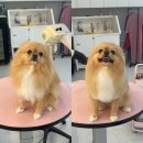 꾸니베어 이미지