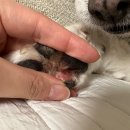 엘피스 | 노견 피부관리, 발사탕, 습진 펫케어솝 엘피스 겔 알파 로션 100ml 후기