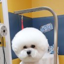 멍뭉이 이발소 이미지