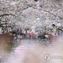 벚꽃반점 이미지