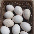 오향골농장 이미지