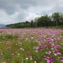 연양체육공원 | 화순 꽃강길 코스모스_연양체육공원 코스모스