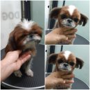 한빛 애견마을 이미지