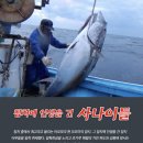인생참치 이미지