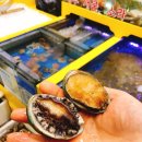 돌고래회수산 이미지