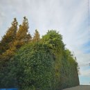 연원농장 | 태안 가을여행 가볼만한곳 핑크뮬리 팜파스축제 청산수목원