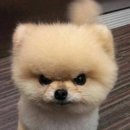 고안5 네이버블로그