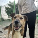 복순이네 이미지