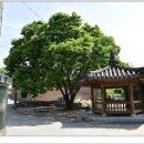 본성1리 티스토리