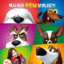 마이펫 이미지