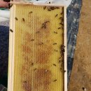 (주)한국양봉산업 이미지