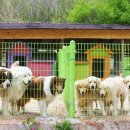 대형견프리미엄아울렛 이미지