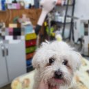 폼나개이뿌개 이미지