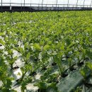 기운농장 이미지