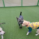 공감애견학교 이미지