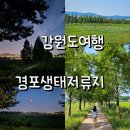 바우길 16구간 | 강릉 경포생태저류지 메타세콰이어길 낮과 밤 후기