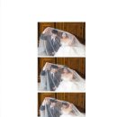더피움 이미지