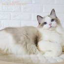 젤로돌스 이미지