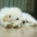 개털도사 이미지